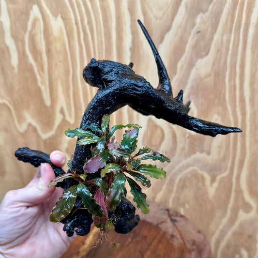 Scapeshop.com.au One Only Bucephalandra on Large Driftwood - ONE ONLY - Monster Bucephalandra Driftwood - ONE ONLY - Scapeshop Australia