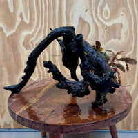 Scapeshop.com.au One Only Bucephalandra on Large Driftwood - ONE ONLY - Monster Bucephalandra Driftwood - ONE ONLY - Scapeshop Australia