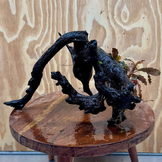 Scapeshop.com.au One Only Bucephalandra on Large Driftwood - ONE ONLY - Monster Bucephalandra Driftwood - ONE ONLY - Scapeshop Australia