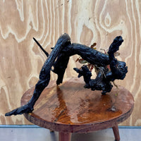 Scapeshop.com.au One Only Bucephalandra on Large Driftwood - ONE ONLY - Monster Bucephalandra Driftwood - ONE ONLY - Scapeshop Australia