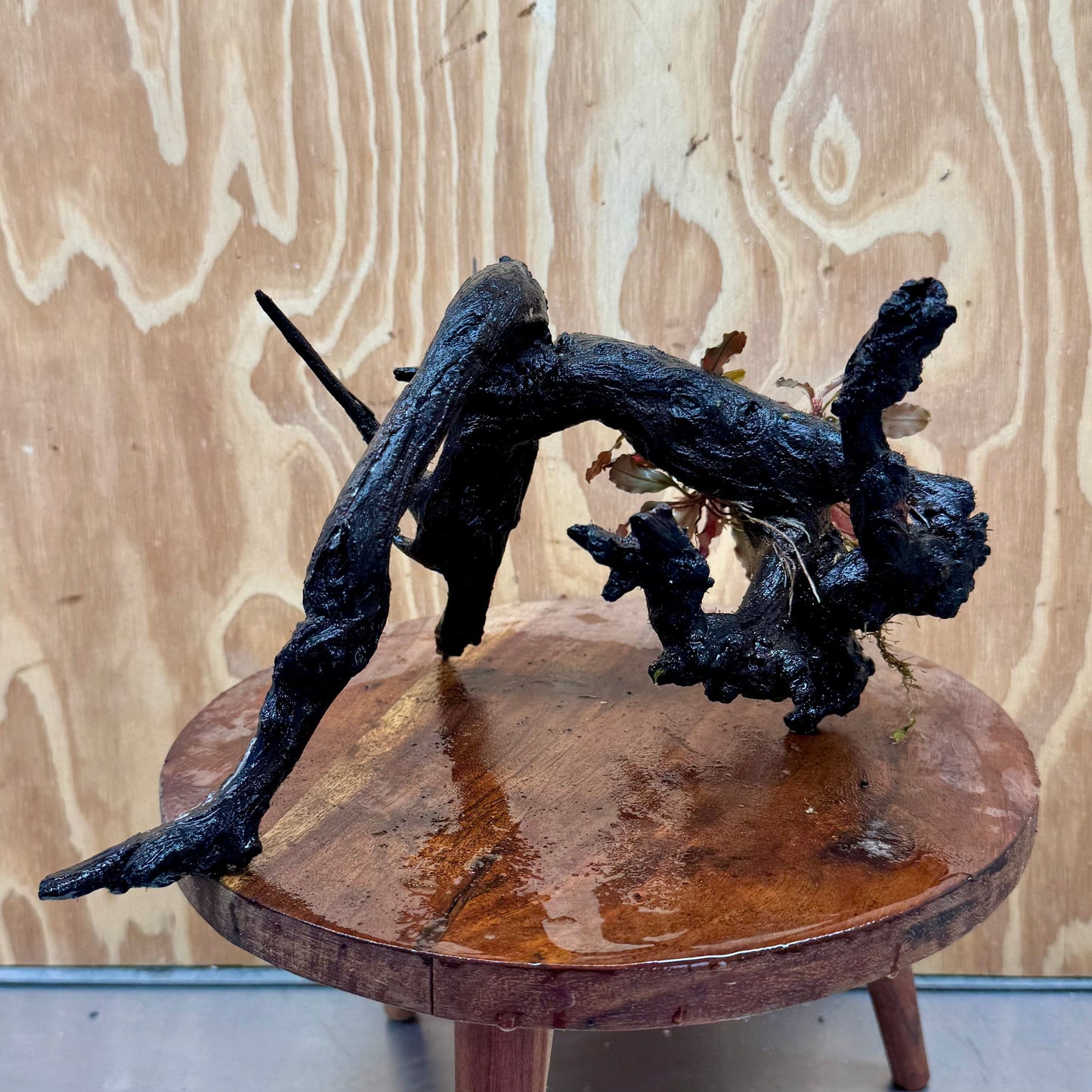 Scapeshop.com.au One Only Bucephalandra on Large Driftwood - ONE ONLY - Monster Bucephalandra Driftwood - ONE ONLY - Scapeshop Australia