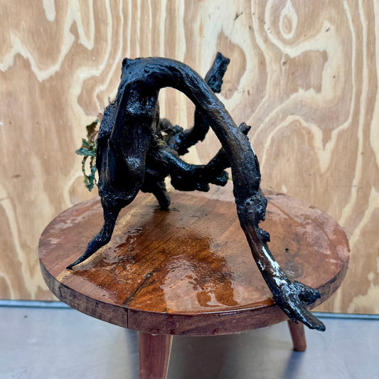 Scapeshop.com.au One Only Bucephalandra on Large Driftwood - ONE ONLY - Monster Bucephalandra Driftwood - ONE ONLY - Scapeshop Australia