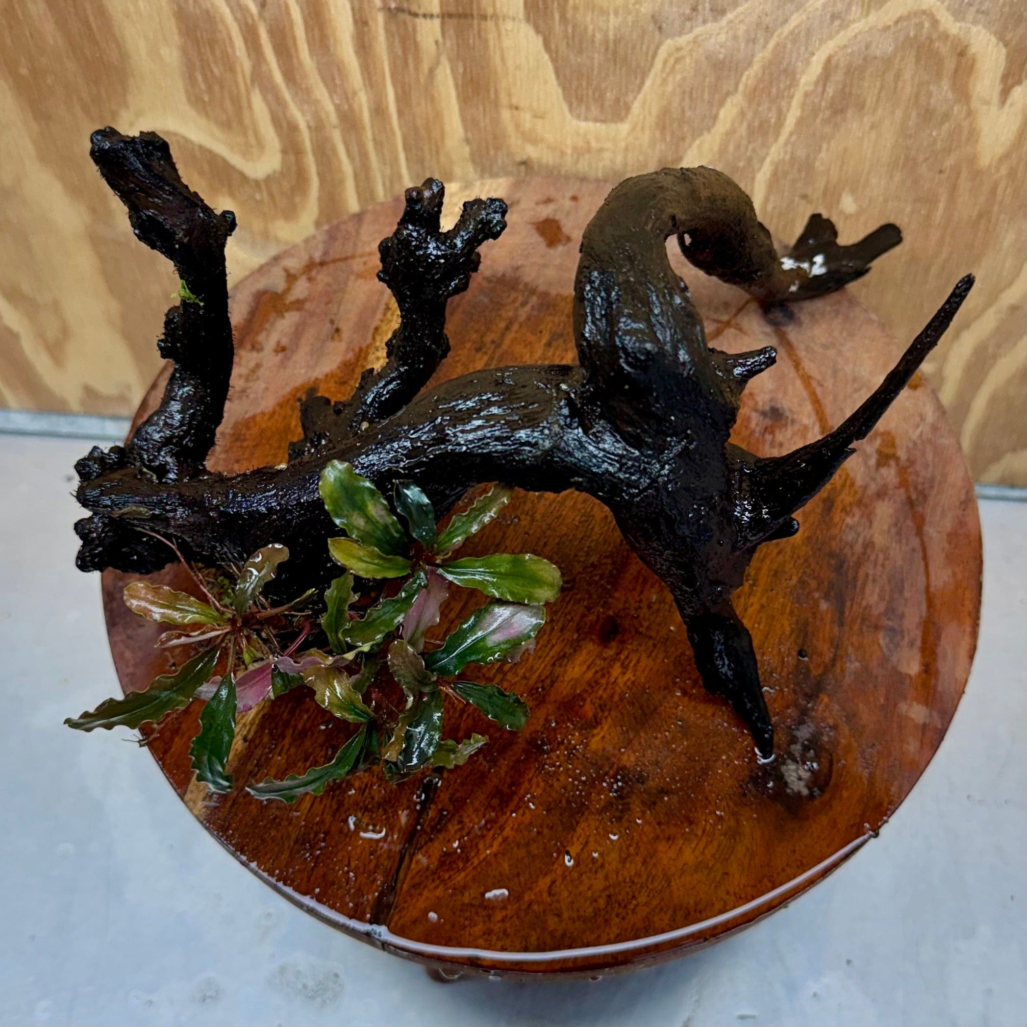 Scapeshop.com.au One Only Bucephalandra on Large Driftwood - ONE ONLY - Monster Bucephalandra Driftwood - ONE ONLY - Scapeshop Australia