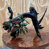 Scapeshop.com.au One Only Bucephalandra on Large Driftwood - ONE ONLY - Monster Bucephalandra Driftwood - ONE ONLY - Scapeshop Australia