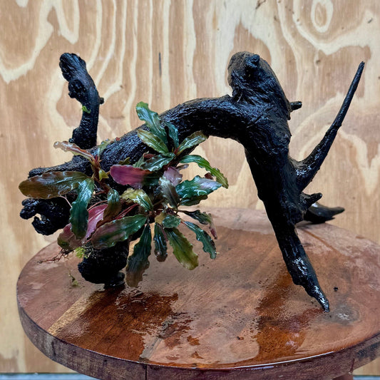 Scapeshop.com.au One Only Bucephalandra on Large Driftwood - ONE ONLY - Monster Bucephalandra Driftwood - ONE ONLY - Scapeshop Australia