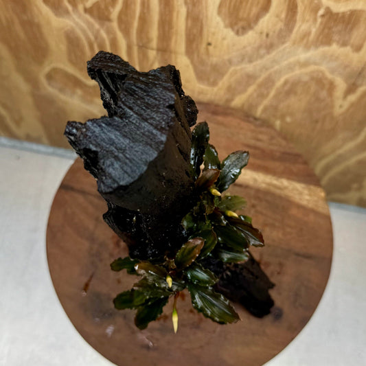 Scapeshop.com.au One Only Bucephalandra on Large Driftwood - ONE ONLY - Tree Stump Bucephalandra Driftwood - ONE ONLY - Scapeshop Australia