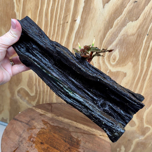 Scapeshop.com.au One Only Bucephalandra on Large Driftwood - ONE ONLY - Tree Stump Bucephalandra Driftwood - ONE ONLY - Scapeshop Australia