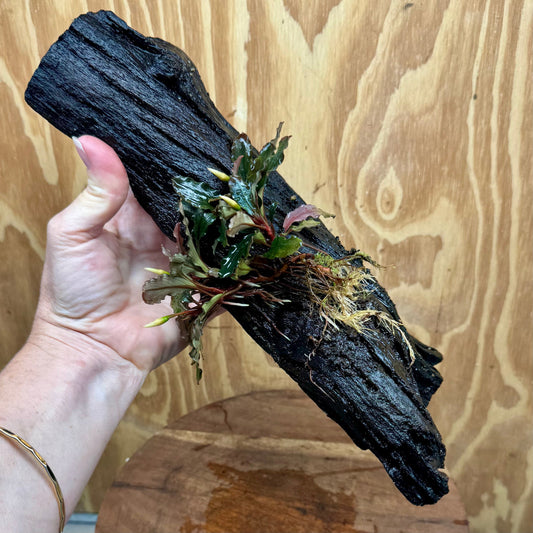 Scapeshop.com.au One Only Bucephalandra on Large Driftwood - ONE ONLY - Tree Stump Bucephalandra Driftwood - ONE ONLY - Scapeshop Australia
