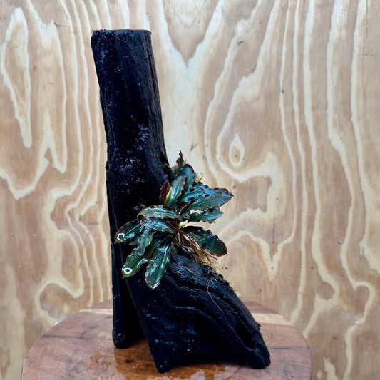 Scapeshop.com.au One Only Bucephalandra on Large Driftwood - ONE ONLY - Tree Stump Bucephalandra Driftwood - ONE ONLY - Scapeshop Australia