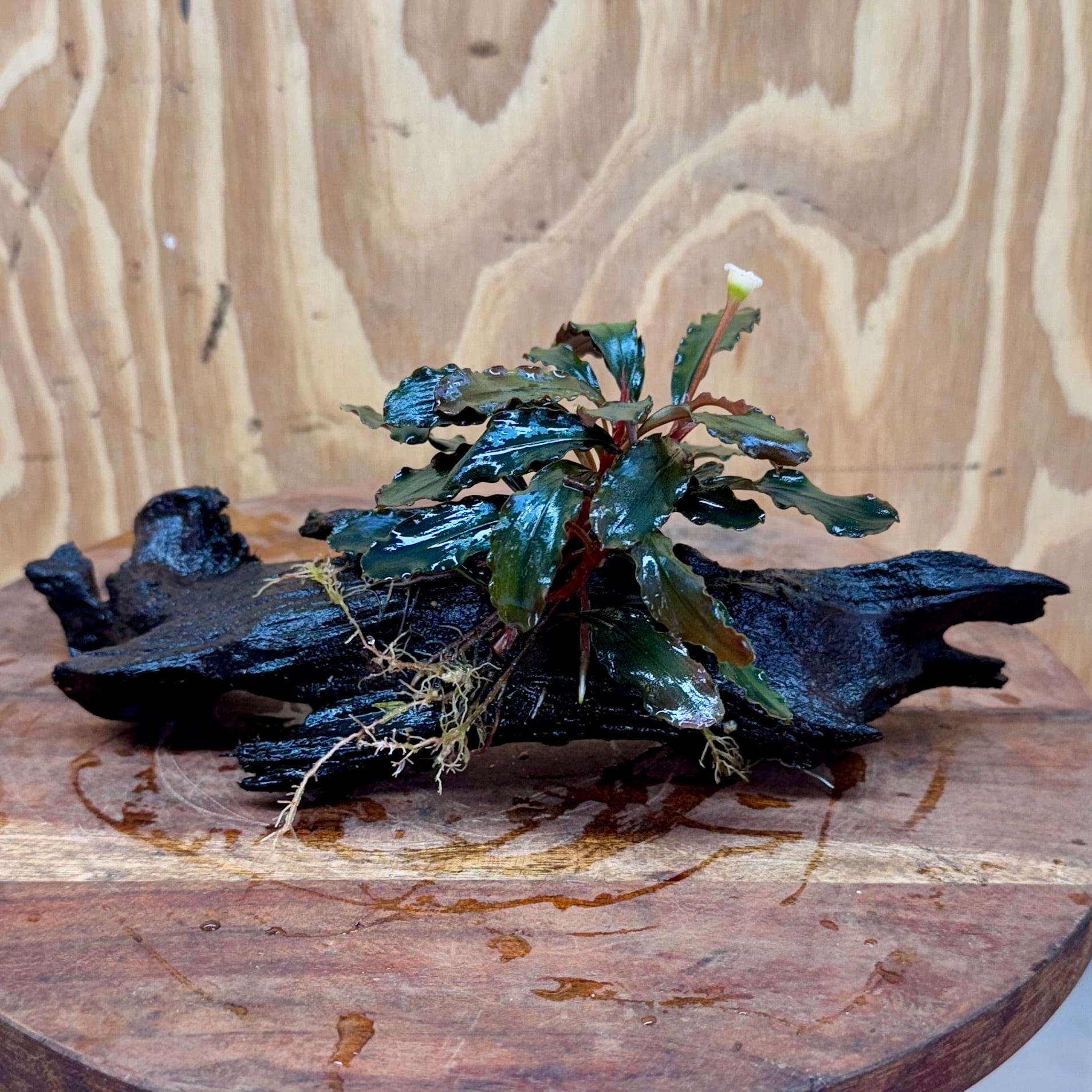Scapeshop.com.au One Only Bucephalandra on Medium Driftwood - ONE ONLY - Artistic Bucephalandra on Medium Driftwood - ONE ONLY - Scapeshop Australia