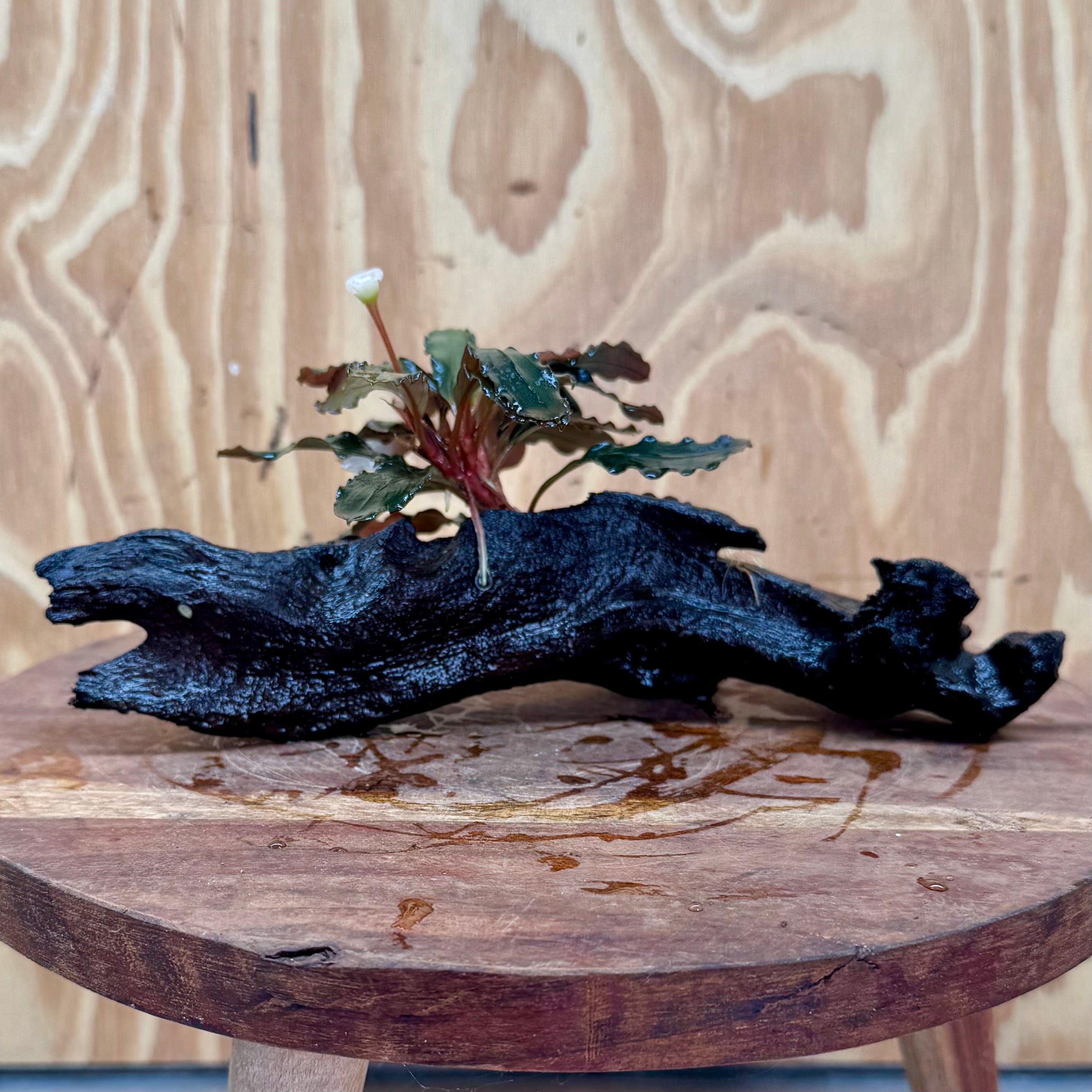 Scapeshop.com.au One Only Bucephalandra on Medium Driftwood - ONE ONLY - Artistic Bucephalandra on Medium Driftwood - ONE ONLY - Scapeshop Australia