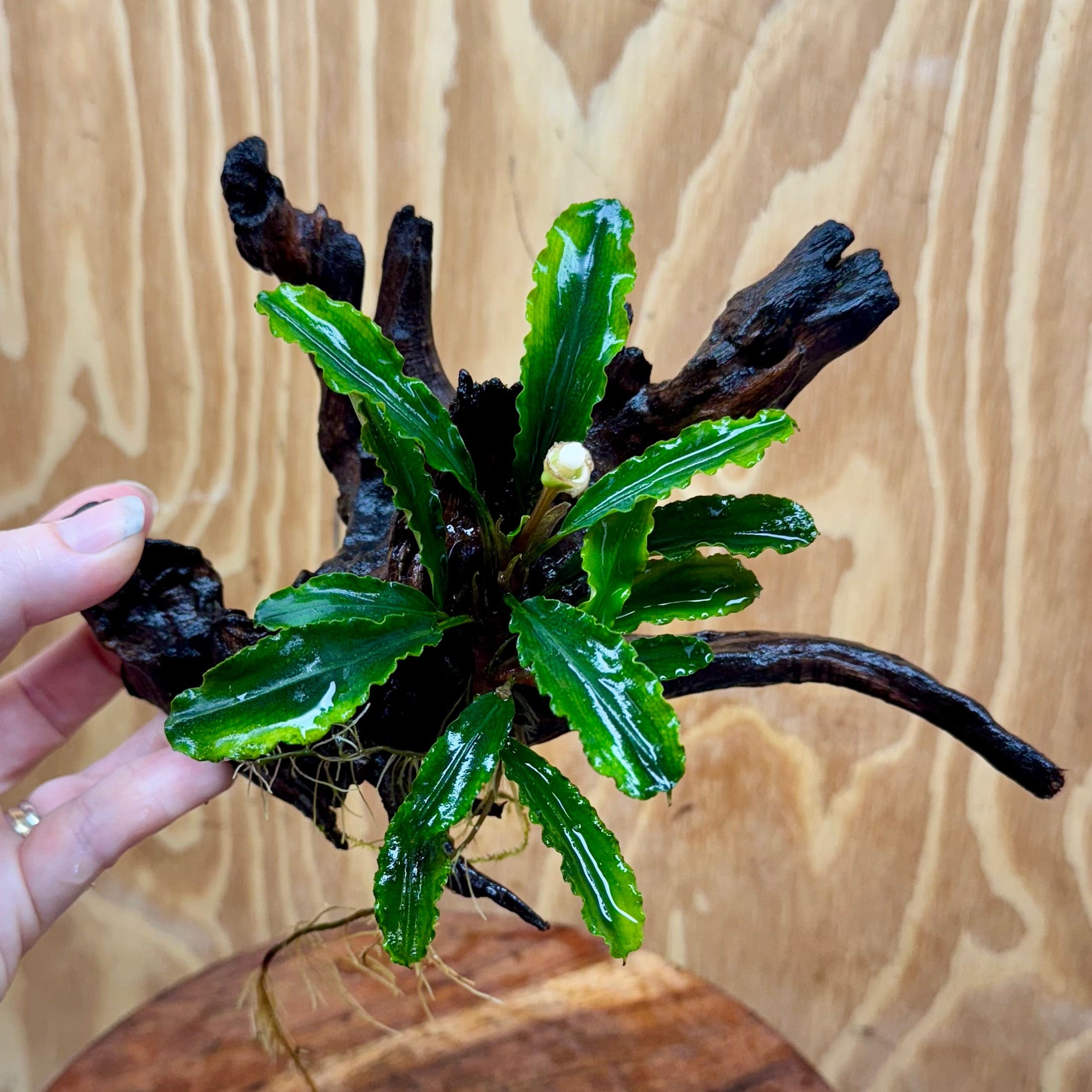 Scapeshop.com.au One Only Bucephalandra on Medium Driftwood - ONE ONLY - Artistic Bucephalandra on Medium Driftwood - ONE ONLY - Scapeshop Australia