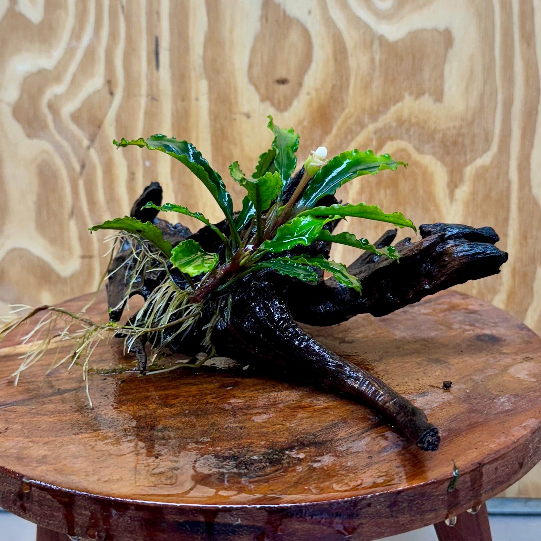 Scapeshop.com.au One Only Bucephalandra on Medium Driftwood - ONE ONLY - Artistic Bucephalandra on Medium Driftwood - ONE ONLY - Scapeshop Australia