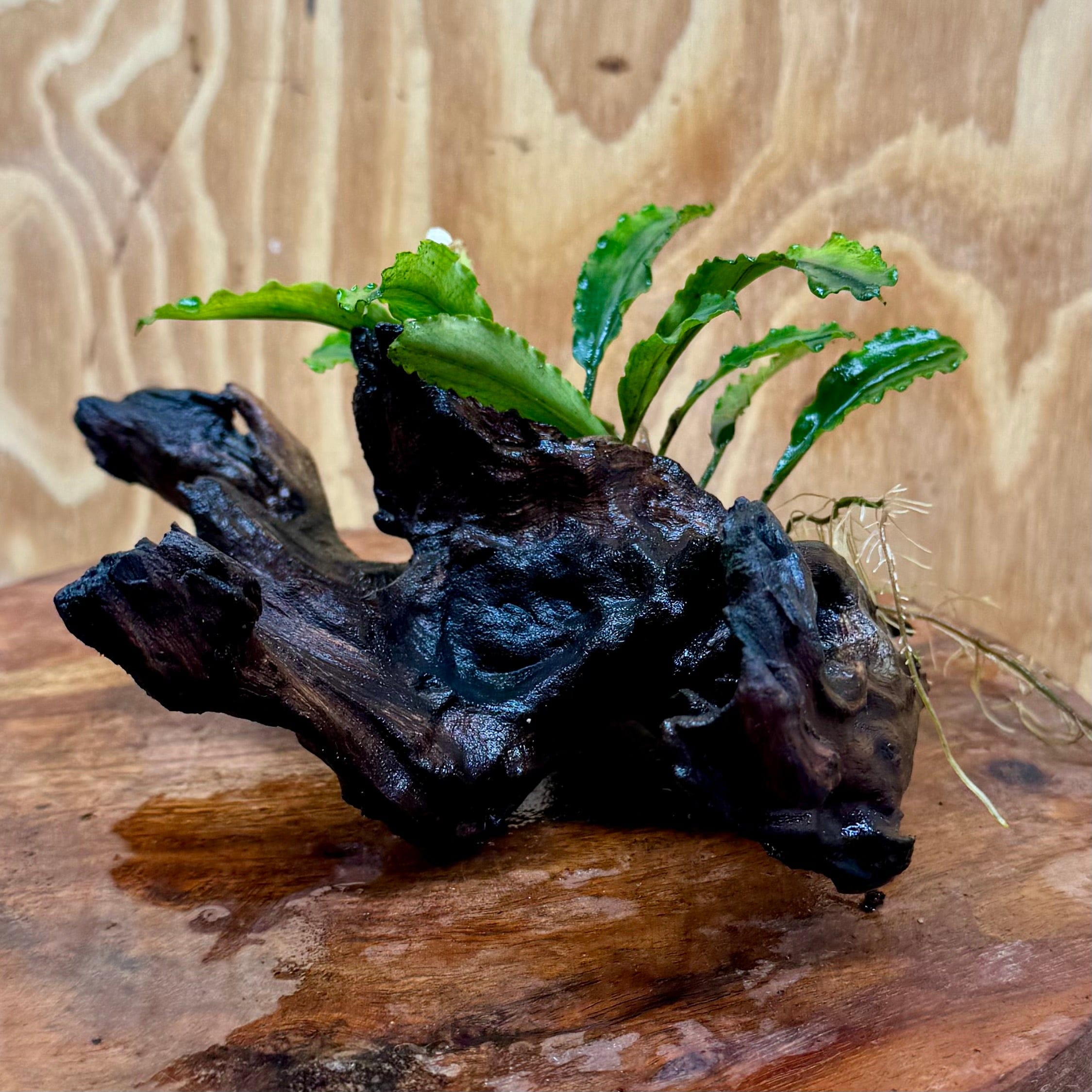 Scapeshop.com.au One Only Bucephalandra on Medium Driftwood - ONE ONLY - Artistic Bucephalandra on Medium Driftwood - ONE ONLY - Scapeshop Australia