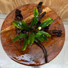 Scapeshop.com.au One Only Bucephalandra on Medium Driftwood - ONE ONLY - Artistic Bucephalandra on Medium Driftwood - ONE ONLY - Scapeshop Australia