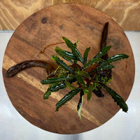 Scapeshop.com.au One Only Bucephalandra on Medium Driftwood - ONE ONLY - Artistic with Flame Moss Bucephalandra on Medium Driftwood - ONE ONLY - Scapeshop Australia