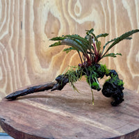 Scapeshop.com.au One Only Bucephalandra on Medium Driftwood - ONE ONLY - Artistic with Flame Moss Bucephalandra on Medium Driftwood - ONE ONLY - Scapeshop Australia