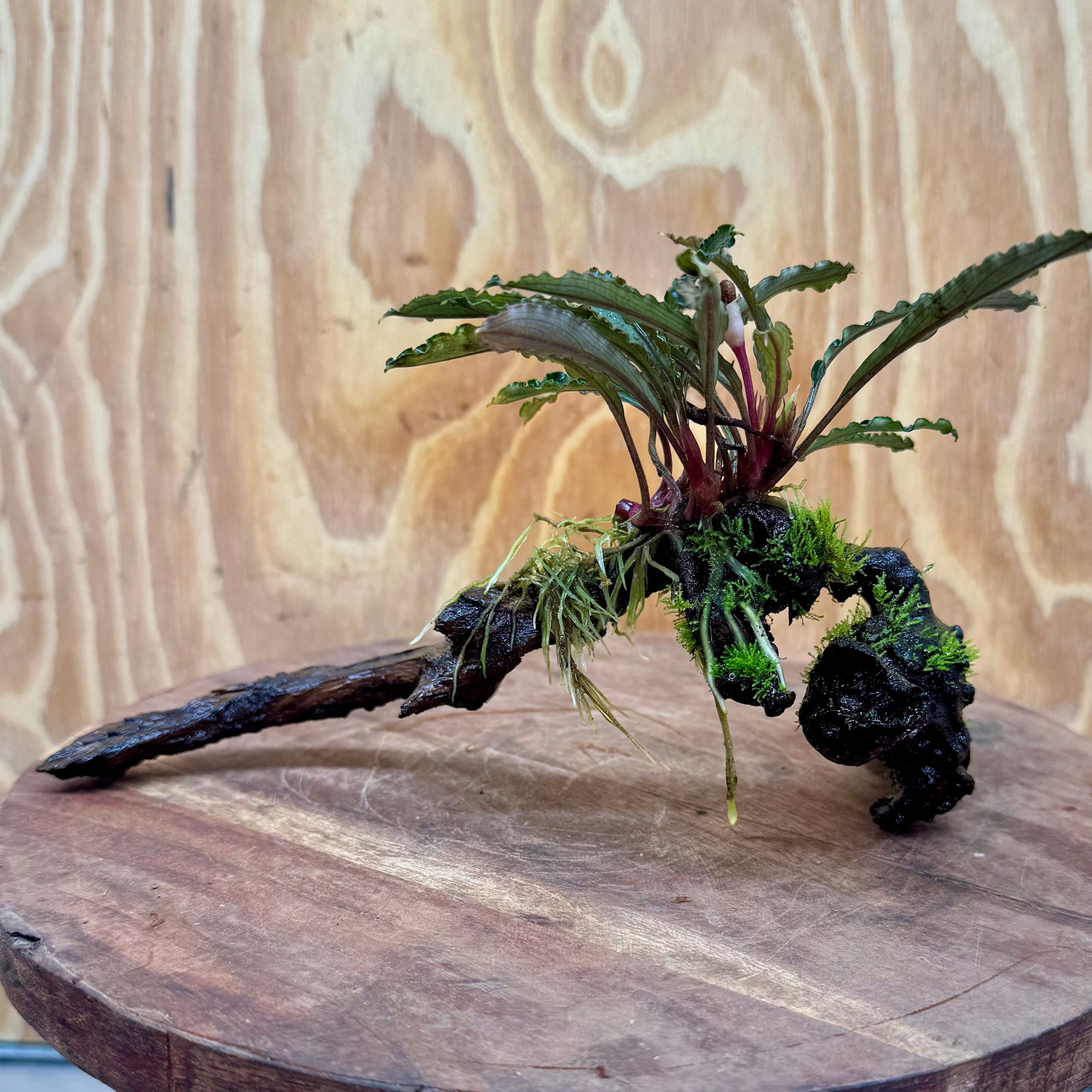 Scapeshop.com.au One Only Bucephalandra on Medium Driftwood - ONE ONLY - Artistic with Flame Moss Bucephalandra on Medium Driftwood - ONE ONLY - Scapeshop Australia