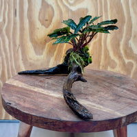 Scapeshop.com.au One Only Bucephalandra on Medium Driftwood - ONE ONLY - Artistic with Flame Moss Bucephalandra on Medium Driftwood - ONE ONLY - Scapeshop Australia