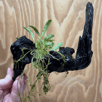 Scapeshop.com.au One Only Bucephalandra on Medium Driftwood - ONE ONLY - Beautiful Buy Bucephalandra on Medium Driftwood - ONE ONLY - Scapeshop Australia