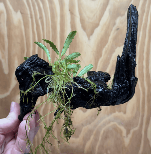 Scapeshop.com.au One Only Bucephalandra on Medium Driftwood - ONE ONLY - Beautiful Buy Bucephalandra on Medium Driftwood - ONE ONLY - Scapeshop Australia