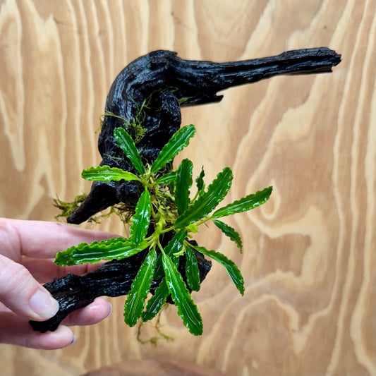 Scapeshop.com.au One Only Bucephalandra on Medium Driftwood - ONE ONLY - Beautiful Buy Bucephalandra on Medium Driftwood - ONE ONLY - Scapeshop Australia