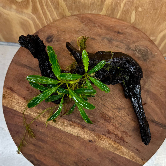 Scapeshop.com.au One Only Bucephalandra on Medium Driftwood - ONE ONLY - Beautiful Buy Bucephalandra on Medium Driftwood - ONE ONLY - Scapeshop Australia