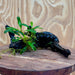 Scapeshop.com.au One Only Bucephalandra on Medium Driftwood - ONE ONLY - Beautiful Buy Bucephalandra on Medium Driftwood - ONE ONLY - Scapeshop Australia