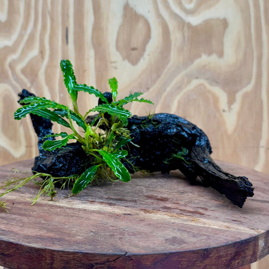 Scapeshop.com.au One Only Bucephalandra on Medium Driftwood - ONE ONLY - Beautiful Buy Bucephalandra on Medium Driftwood - ONE ONLY - Scapeshop Australia