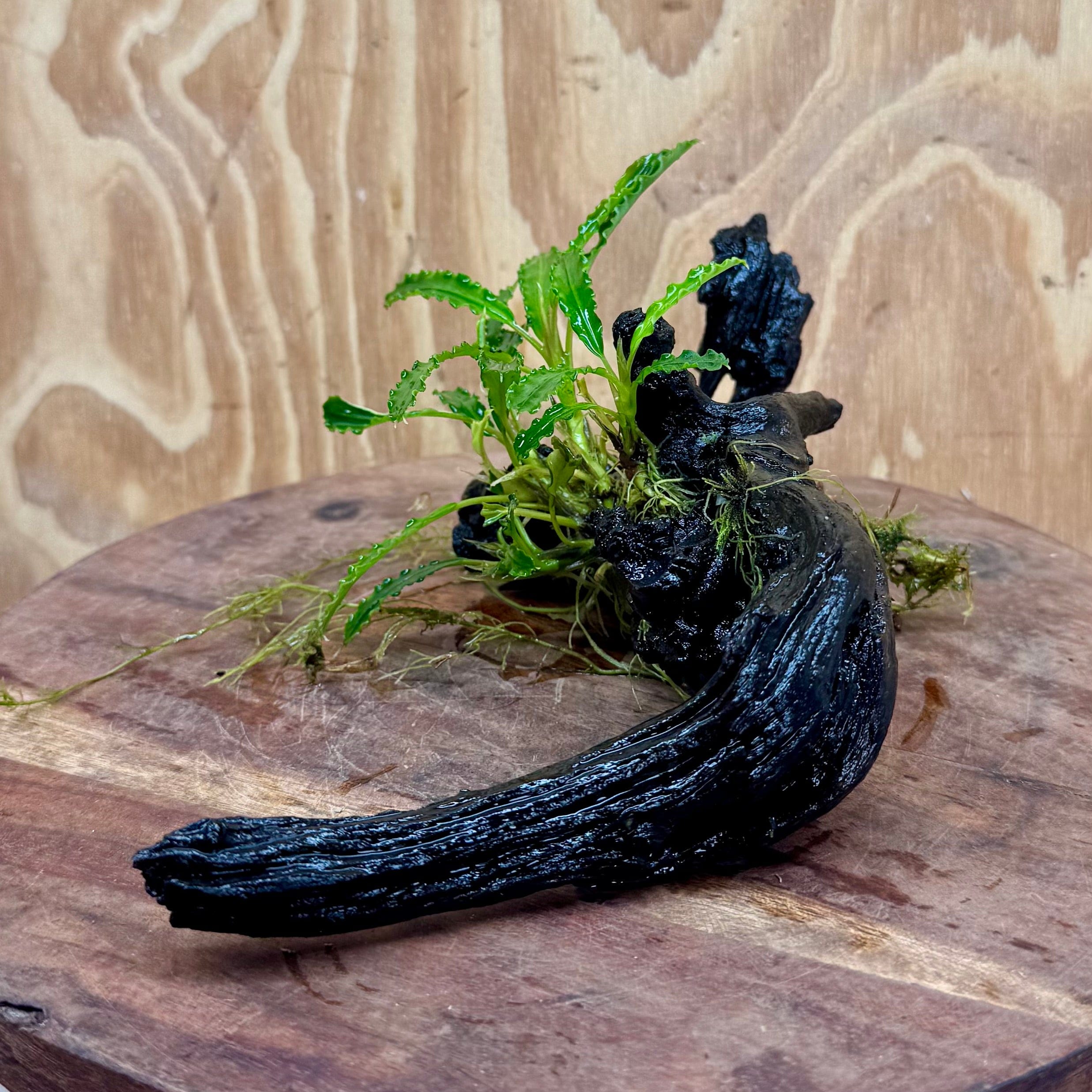 Scapeshop.com.au One Only Bucephalandra on Medium Driftwood - ONE ONLY - Beautiful Buy Bucephalandra on Medium Driftwood - ONE ONLY - Scapeshop Australia