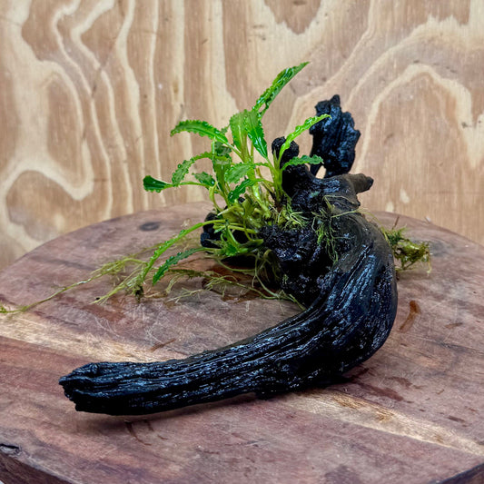 Scapeshop.com.au One Only Bucephalandra on Medium Driftwood - ONE ONLY - Beautiful Buy Bucephalandra on Medium Driftwood - ONE ONLY - Scapeshop Australia