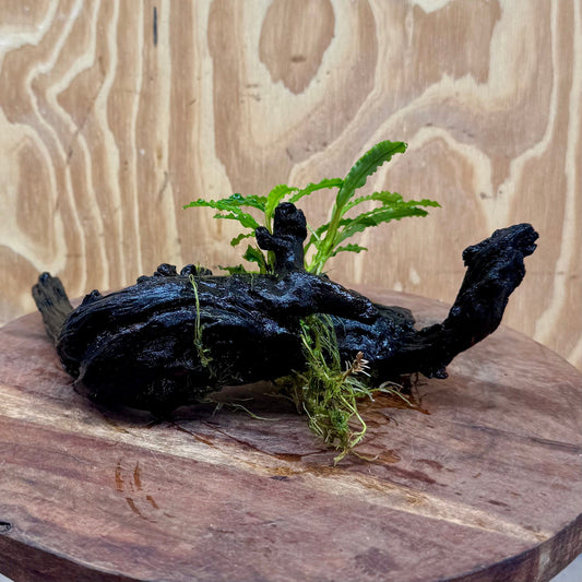 Scapeshop.com.au One Only Bucephalandra on Medium Driftwood - ONE ONLY - Beautiful Buy Bucephalandra on Medium Driftwood - ONE ONLY - Scapeshop Australia