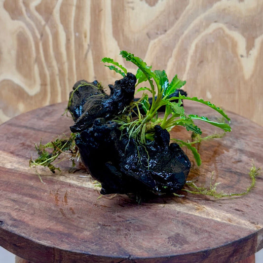 Scapeshop.com.au One Only Bucephalandra on Medium Driftwood - ONE ONLY - Beautiful Buy Bucephalandra on Medium Driftwood - ONE ONLY - Scapeshop Australia