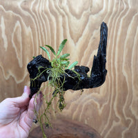 Scapeshop.com.au One Only Bucephalandra on Medium Driftwood - ONE ONLY - Beautiful Buy Bucephalandra on Medium Driftwood - ONE ONLY - Scapeshop Australia