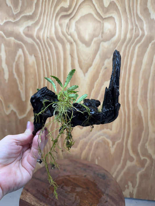Scapeshop.com.au One Only Bucephalandra on Medium Driftwood - ONE ONLY - Beautiful Buy Bucephalandra on Medium Driftwood - ONE ONLY - Scapeshop Australia