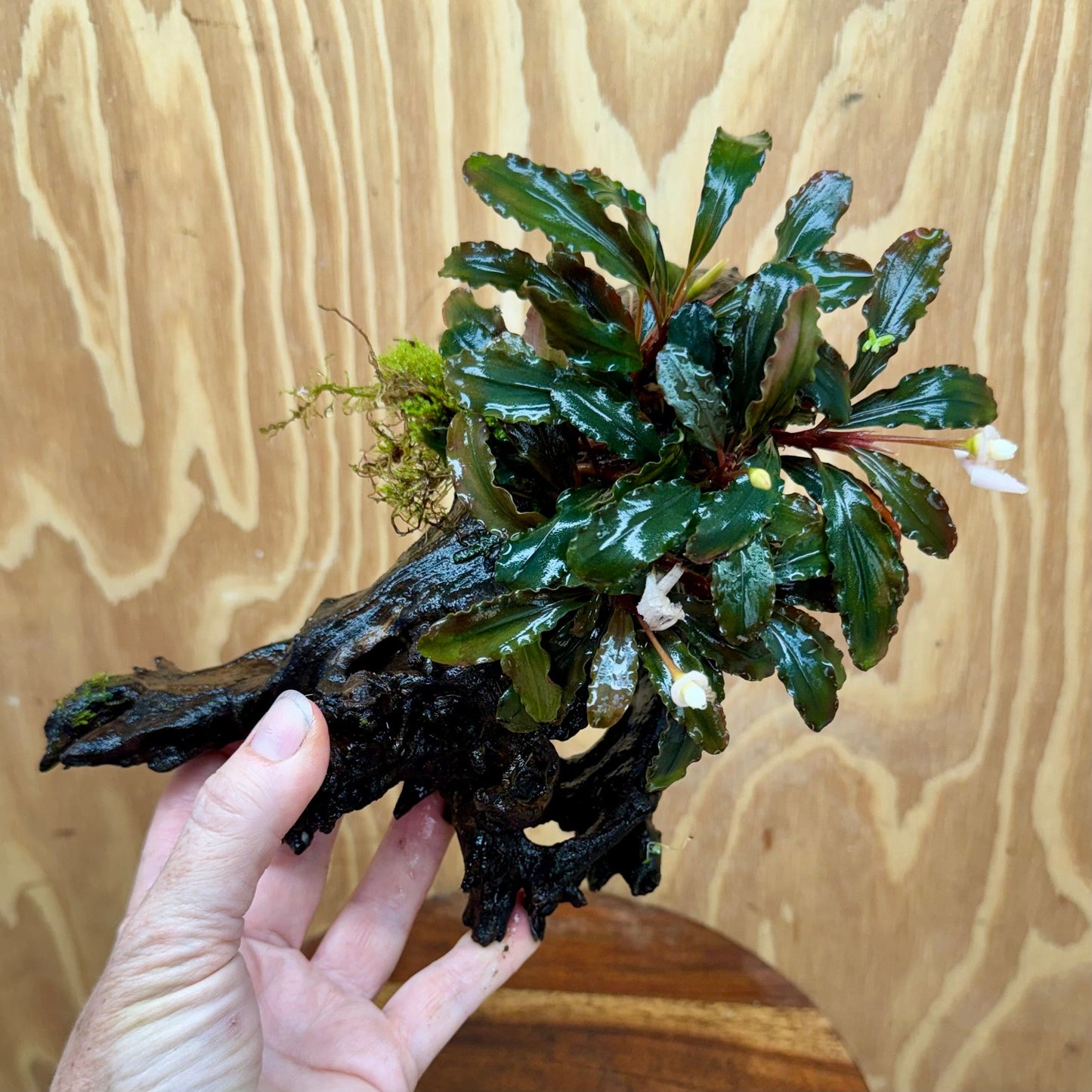 Scapeshop.com.au One Only Bucephalandra on Medium Driftwood - ONE ONLY - Beautiful Buy Bucephalandra on Medium Driftwood - ONE ONLY - Scapeshop Australia