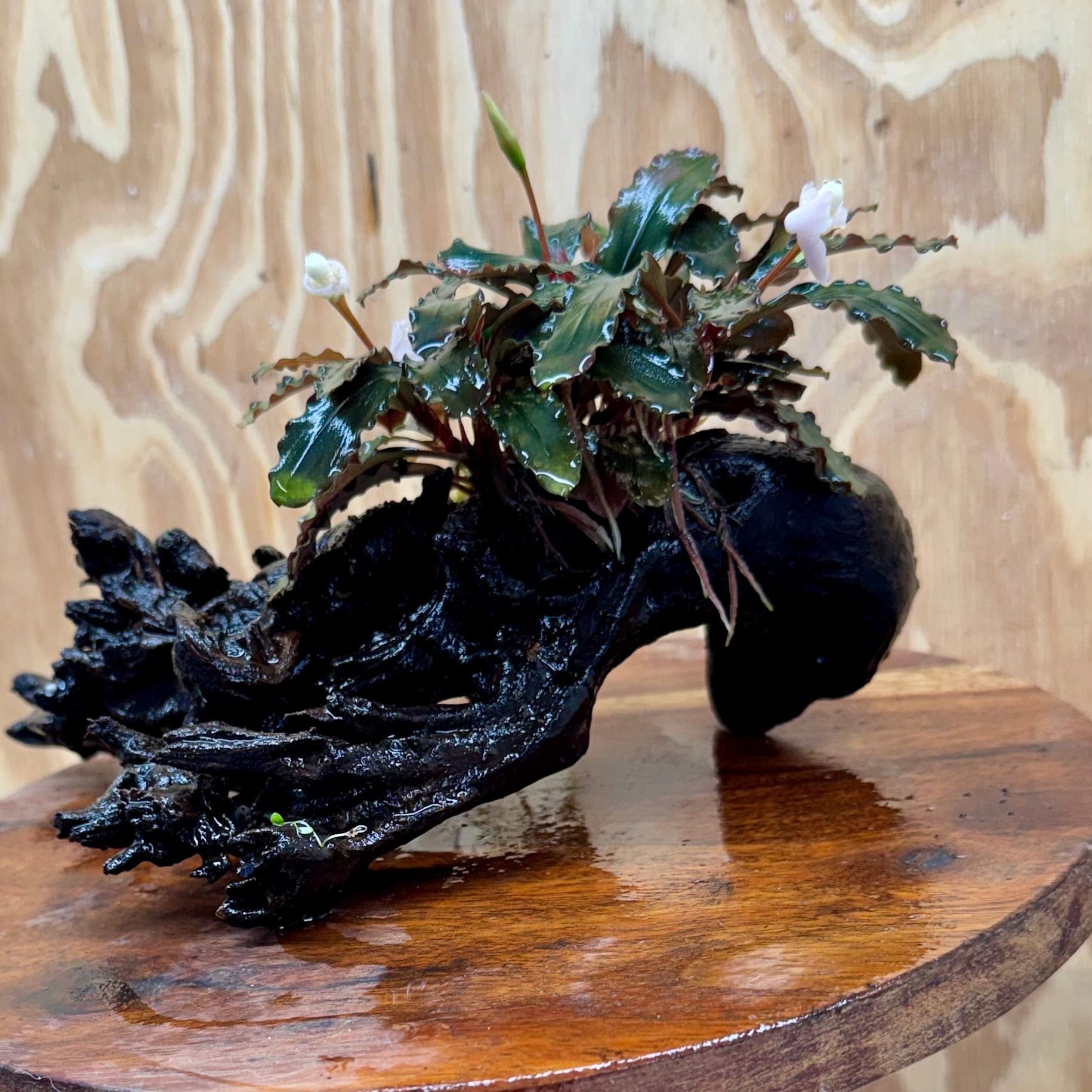 Scapeshop.com.au One Only Bucephalandra on Medium Driftwood - ONE ONLY - Beautiful Buy Bucephalandra on Medium Driftwood - ONE ONLY - Scapeshop Australia