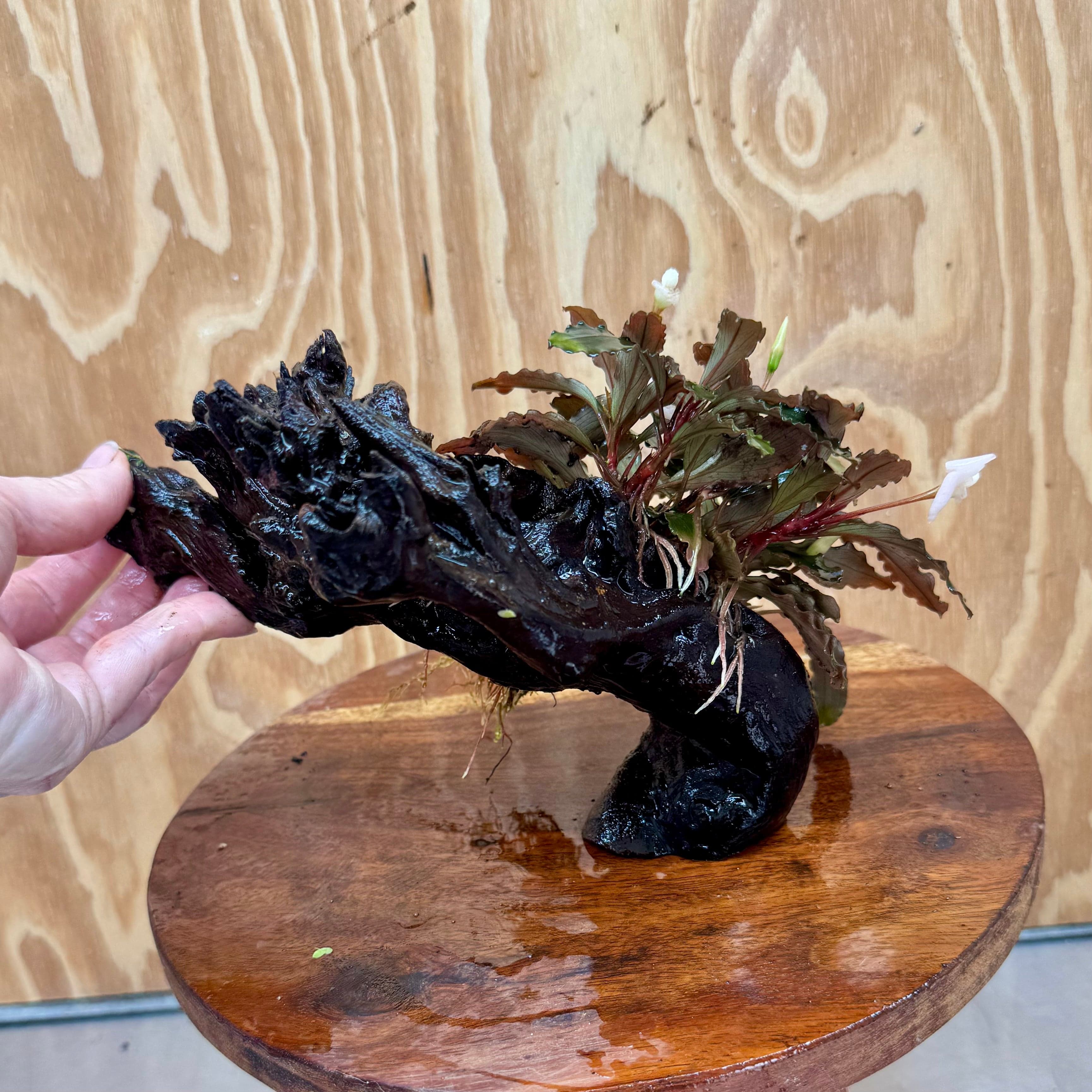 Scapeshop.com.au One Only Bucephalandra on Medium Driftwood - ONE ONLY - Beautiful Buy Bucephalandra on Medium Driftwood - ONE ONLY - Scapeshop Australia