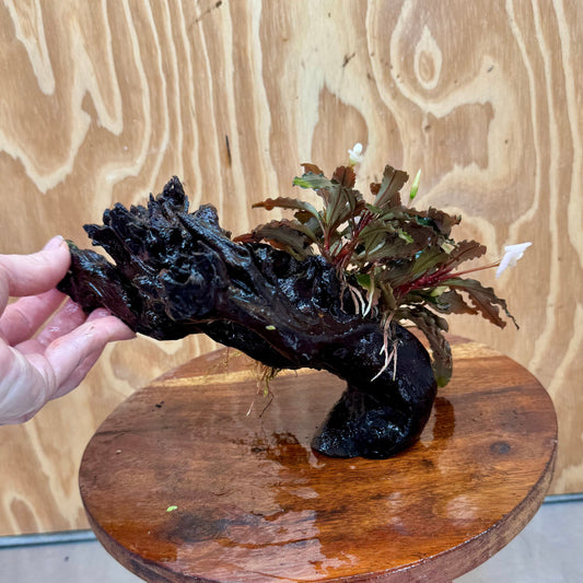 Scapeshop.com.au One Only Bucephalandra on Medium Driftwood - ONE ONLY - Beautiful Buy Bucephalandra on Medium Driftwood - ONE ONLY - Scapeshop Australia