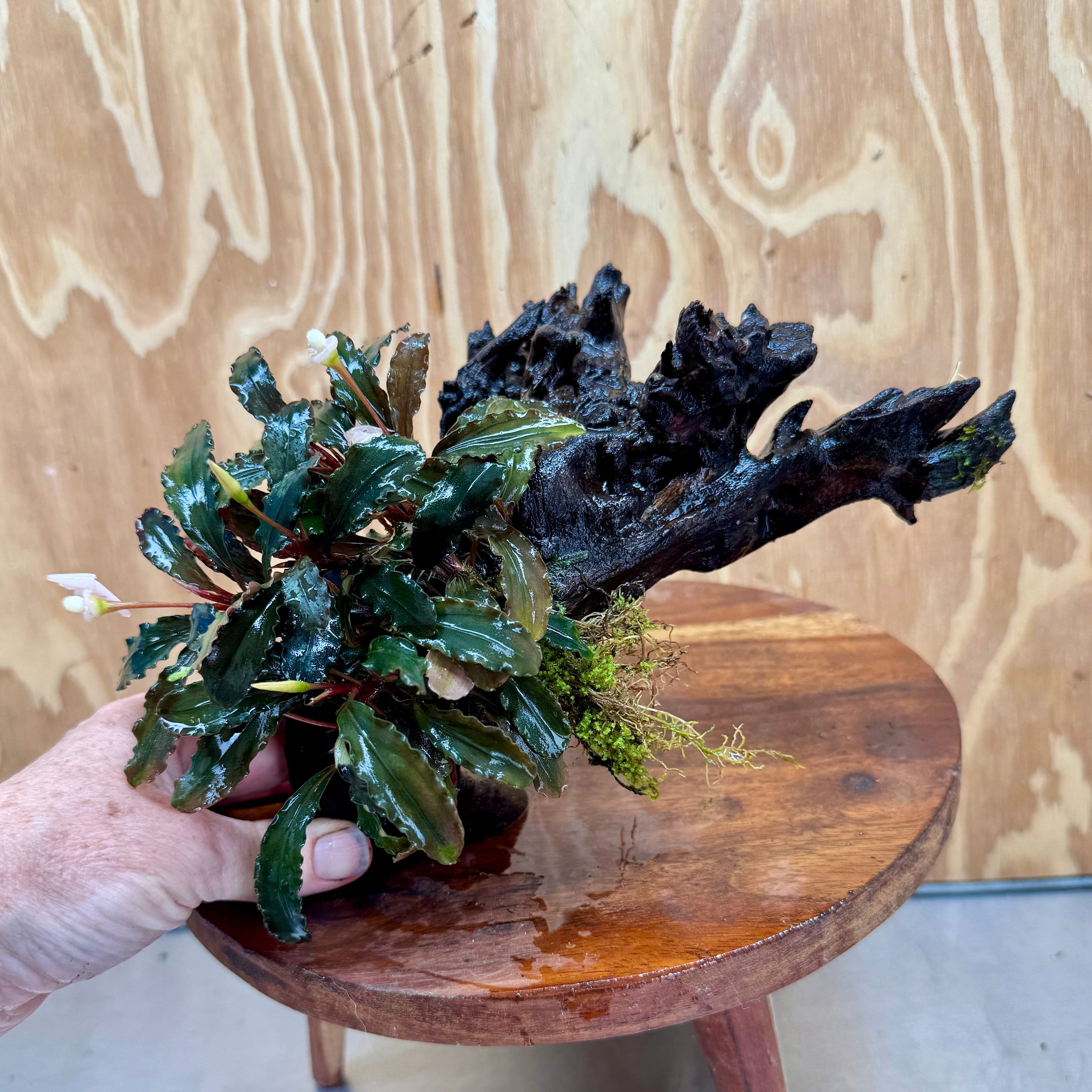 Scapeshop.com.au One Only Bucephalandra on Medium Driftwood - ONE ONLY - Beautiful Buy Bucephalandra on Medium Driftwood - ONE ONLY - Scapeshop Australia