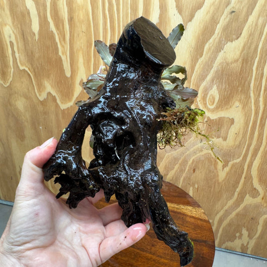 Scapeshop.com.au One Only Bucephalandra on Medium Driftwood - ONE ONLY - Beautiful Buy Bucephalandra on Medium Driftwood - ONE ONLY - Scapeshop Australia