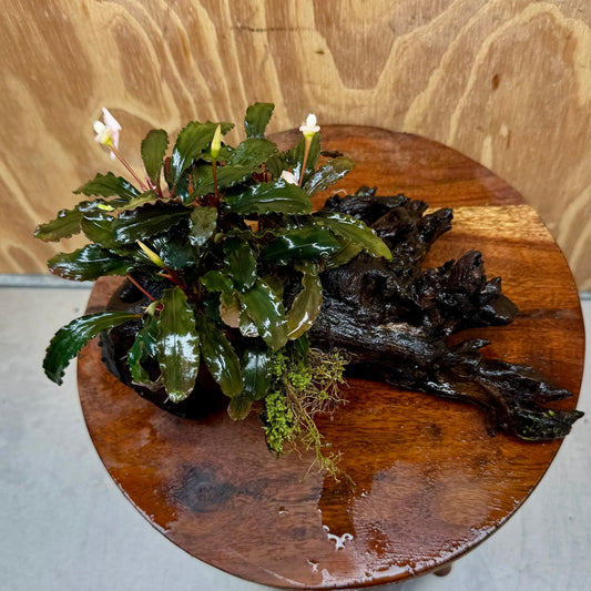 Scapeshop.com.au One Only Bucephalandra on Medium Driftwood - ONE ONLY - Beautiful Buy Bucephalandra on Medium Driftwood - ONE ONLY - Scapeshop Australia