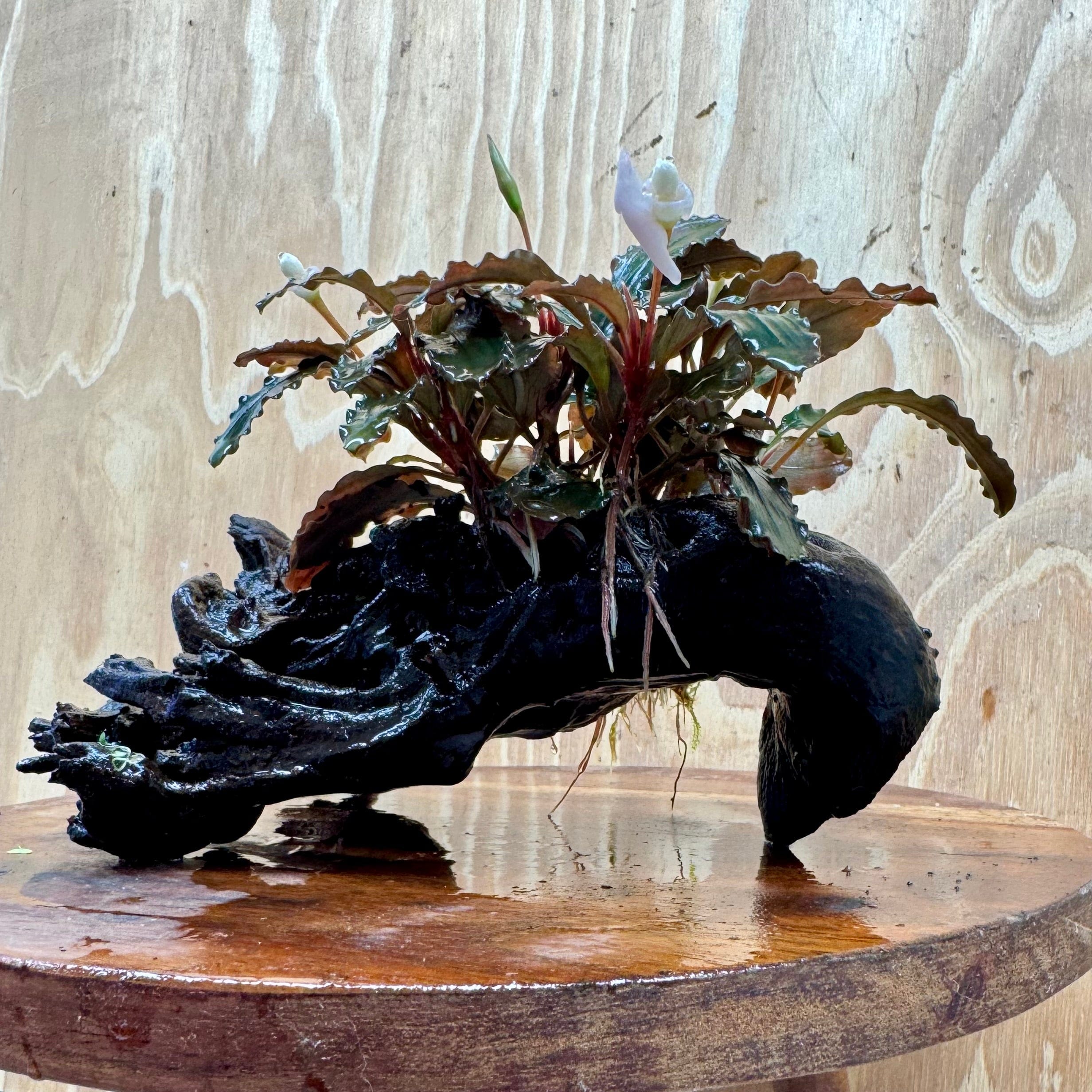 Scapeshop.com.au One Only Bucephalandra on Medium Driftwood - ONE ONLY - Beautiful Buy Bucephalandra on Medium Driftwood - ONE ONLY - Scapeshop Australia