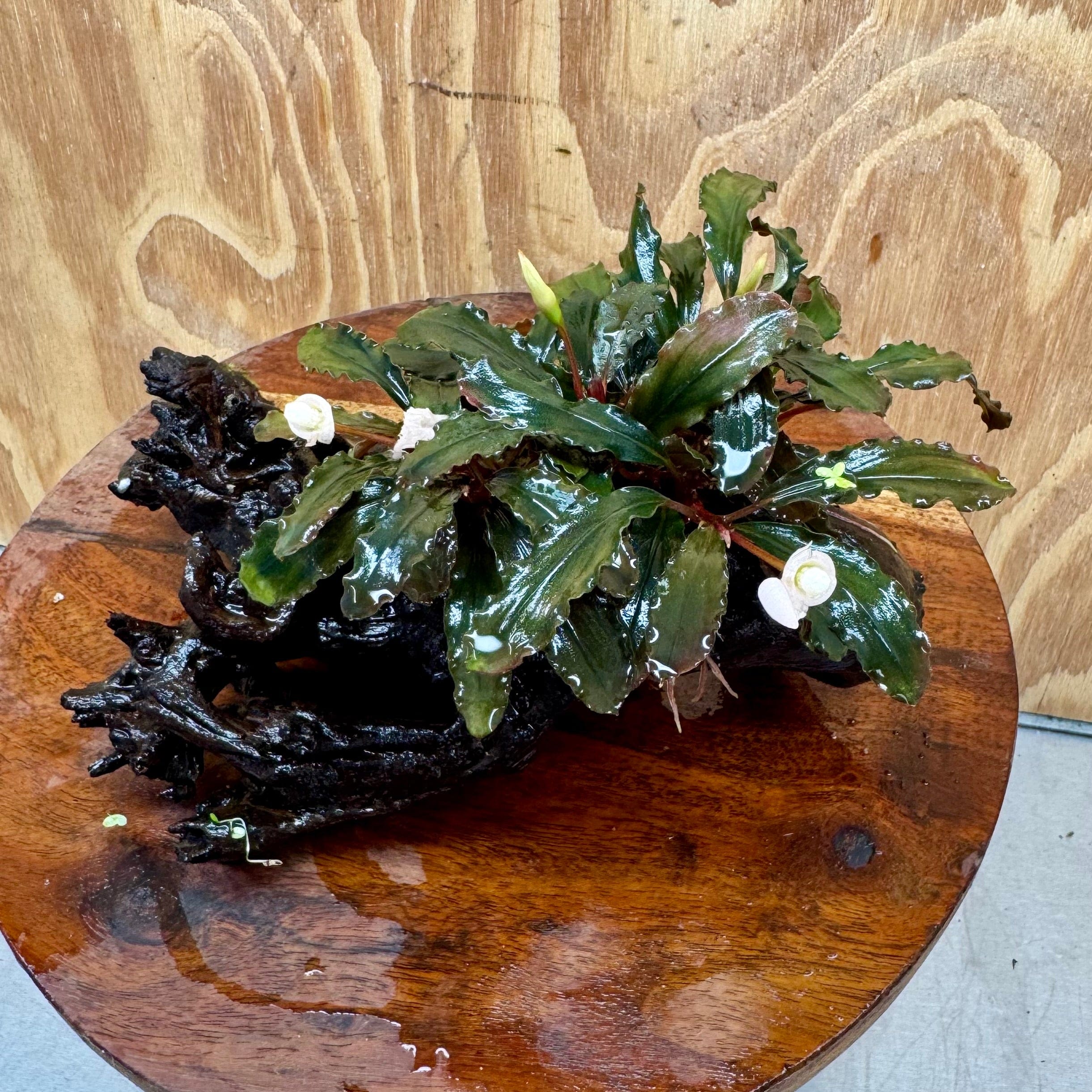 Scapeshop.com.au One Only Bucephalandra on Medium Driftwood - ONE ONLY - Beautiful Buy Bucephalandra on Medium Driftwood - ONE ONLY - Scapeshop Australia