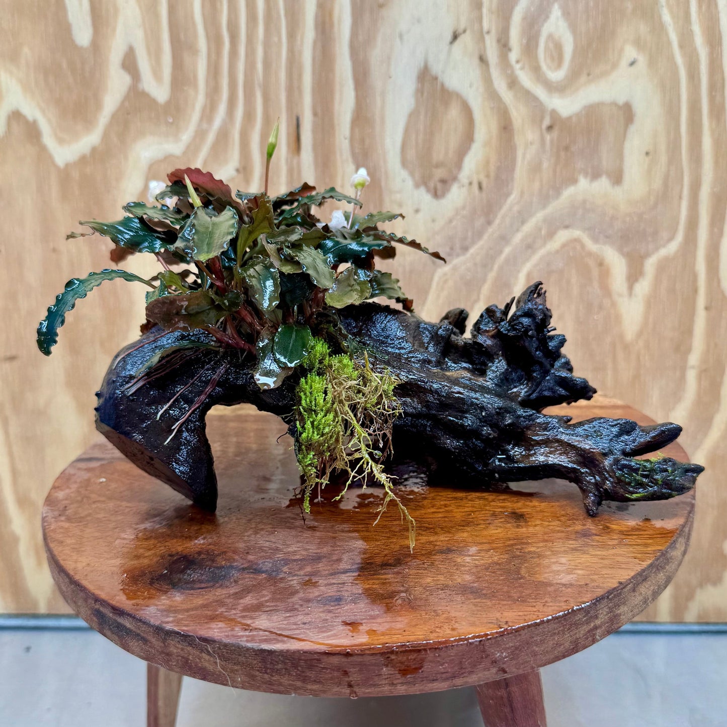 Scapeshop.com.au One Only Bucephalandra on Medium Driftwood - ONE ONLY - Beautiful Buy Bucephalandra on Medium Driftwood - ONE ONLY - Scapeshop Australia