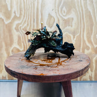 Scapeshop.com.au One Only Bucephalandra on Medium Driftwood - ONE ONLY - Beautiful Buy Bucephalandra on Medium Driftwood - ONE ONLY - Scapeshop Australia