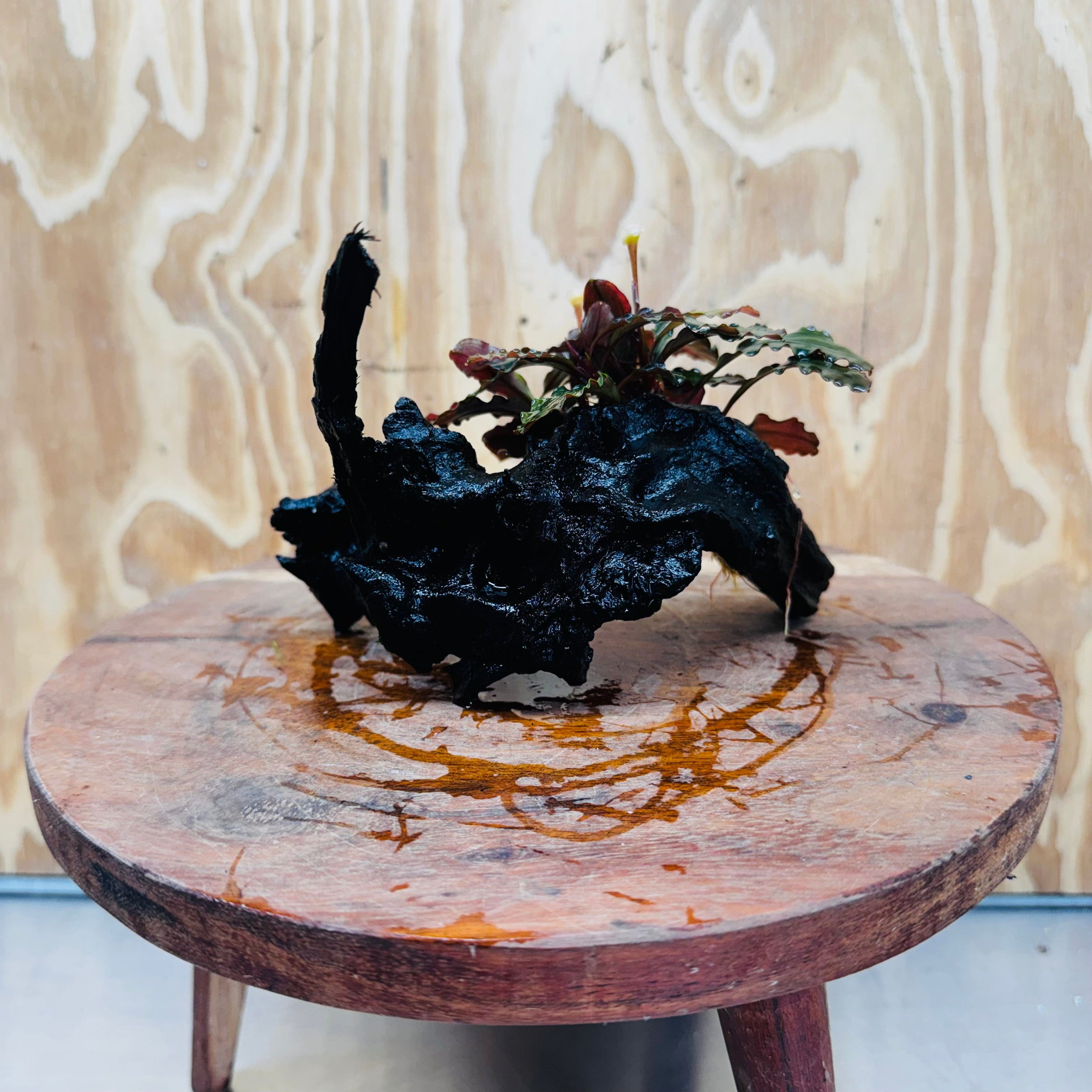 Scapeshop.com.au One Only Bucephalandra on Medium Driftwood - ONE ONLY - Beautiful Buy Bucephalandra on Medium Driftwood - ONE ONLY - Scapeshop Australia