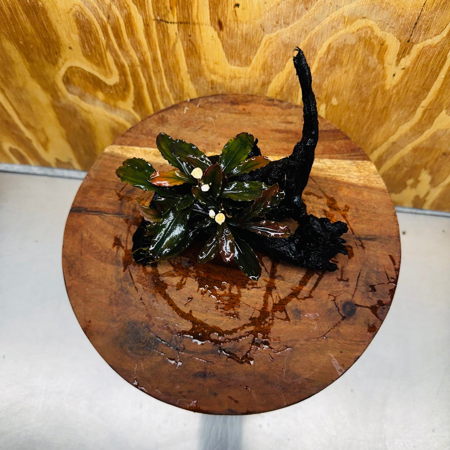 Scapeshop.com.au One Only Bucephalandra on Medium Driftwood - ONE ONLY - Beautiful Buy Bucephalandra on Medium Driftwood - ONE ONLY - Scapeshop Australia