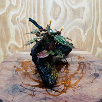 Scapeshop.com.au One Only Bucephalandra on Medium Driftwood - ONE ONLY - Beautiful Buy Bucephalandra on Medium Driftwood - ONE ONLY - Scapeshop Australia