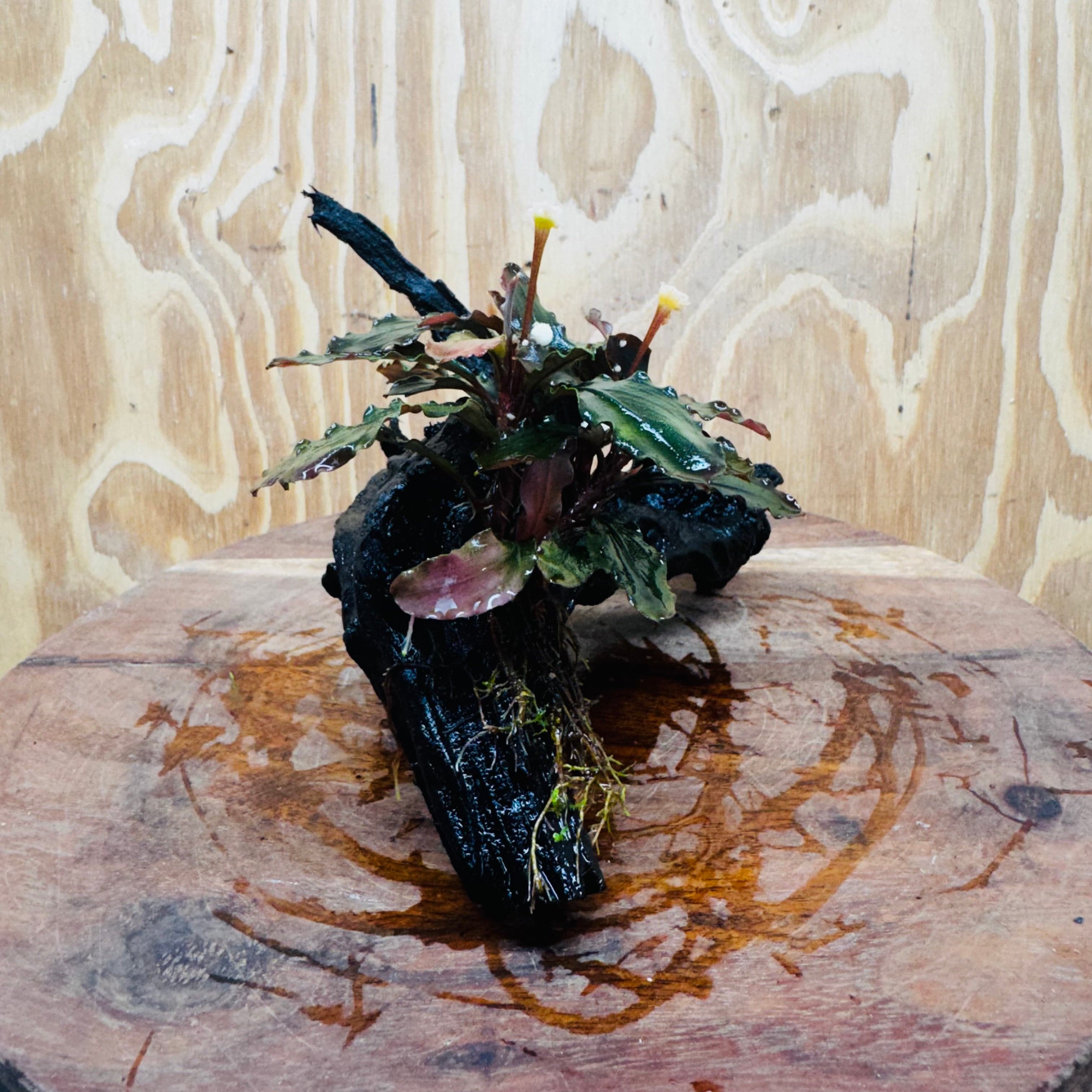 Scapeshop.com.au One Only Bucephalandra on Medium Driftwood - ONE ONLY - Beautiful Buy Bucephalandra on Medium Driftwood - ONE ONLY - Scapeshop Australia